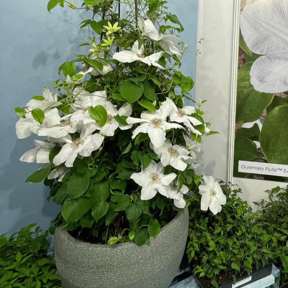 Clematis 'EviGsy153' - Guernsey Flute™ Clematis
