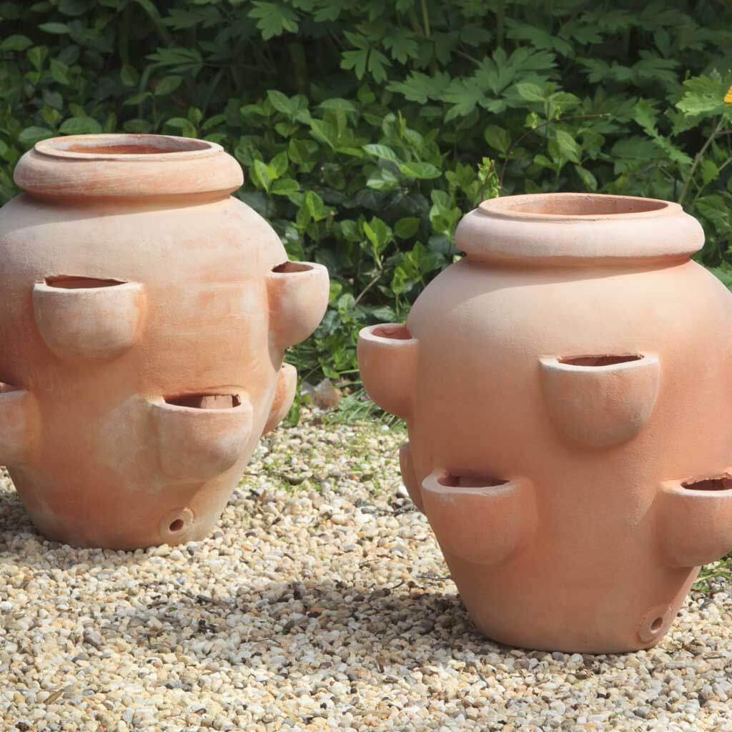 Tascandi Strawberry Jar - Terra Cotta - S/2