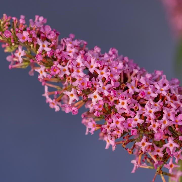Buddleia davidii 'Bailbudone' - First Editions® Trippy Pink® Butterfly Bush