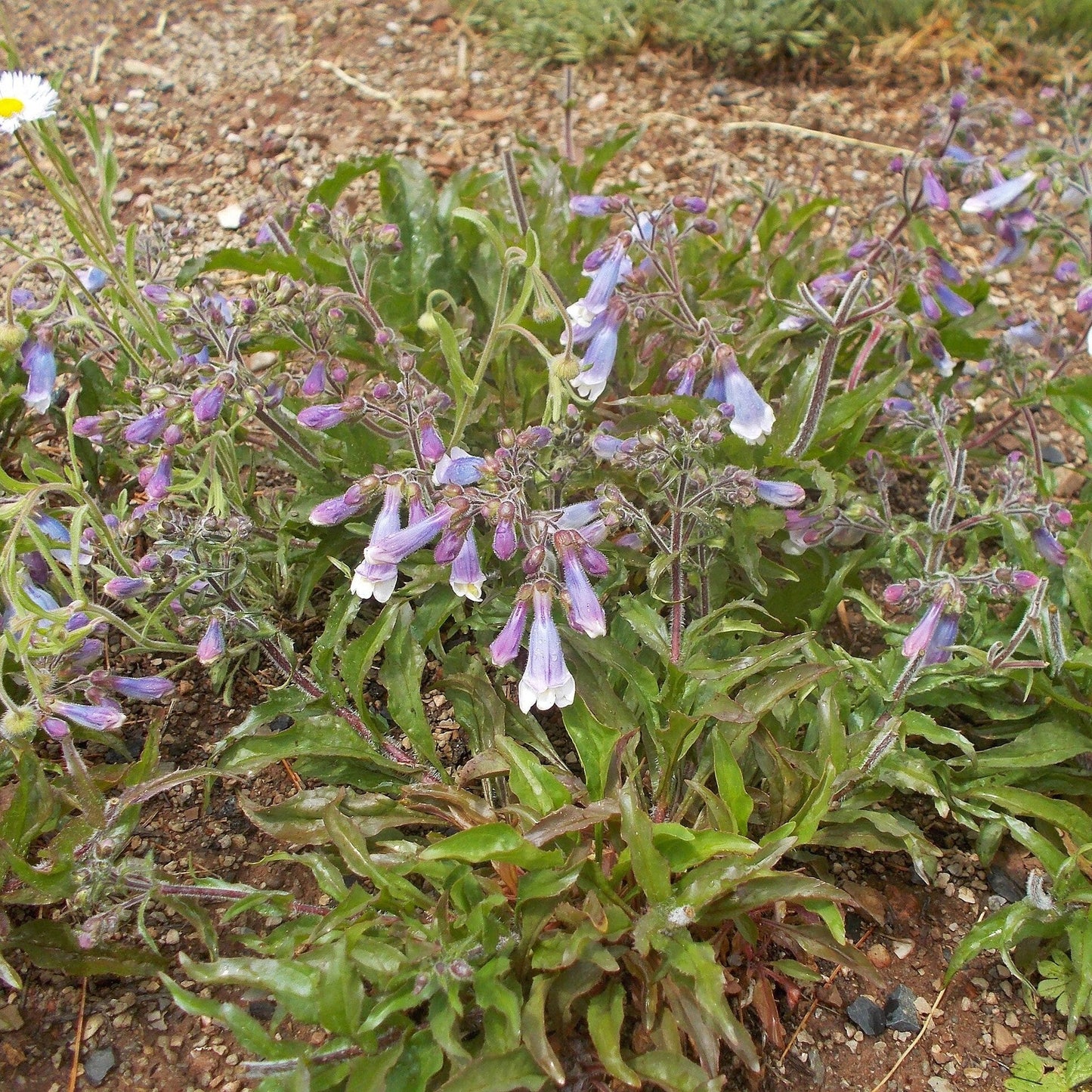 Penstemon hirsutus - Hairy Beardtongue