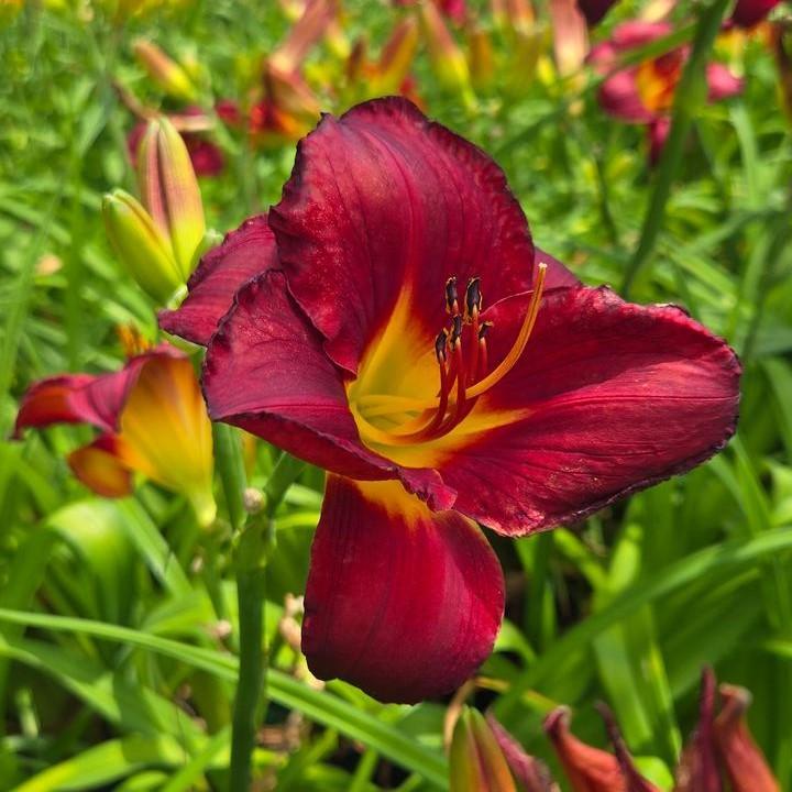Hemerocallis 'Prairie Wildfire' - Prairie Wildfire Daylily