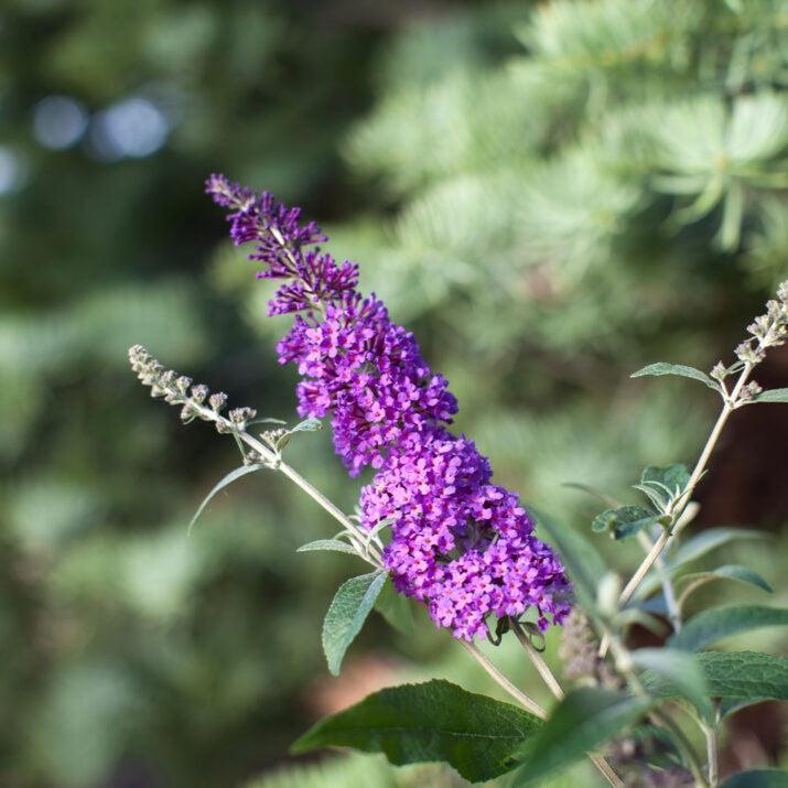 Buddleia davidii 'PIIBD-III' PP26,306 - First Editions® Psychedelic Sky™ Butterfly Bush