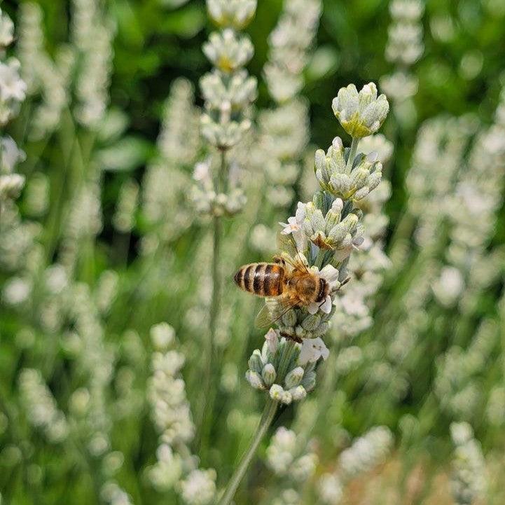 Lavandula x intermedia 'Hillav' - Exceptional™ Lavender