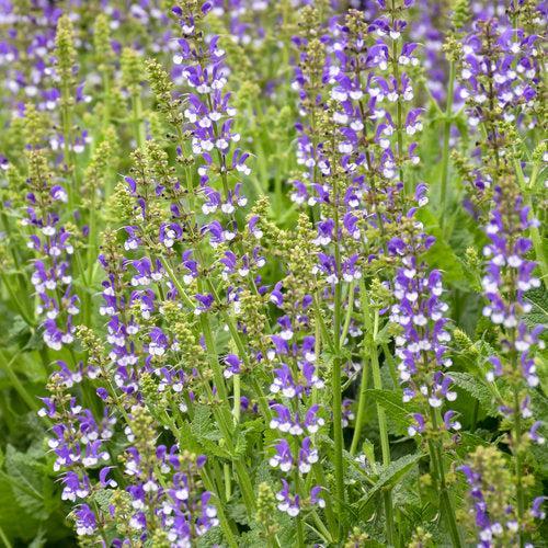 Salvia 'Azure Snow' - Color Spires® Azure Snow Salvia