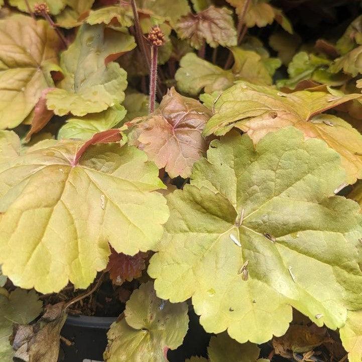 Heuchera 'Apricot' - Apricot Coral Bells