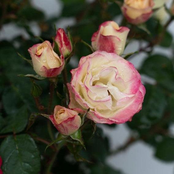 Rosa 'Radmeadow' - Enchanted Meadow™ Rose