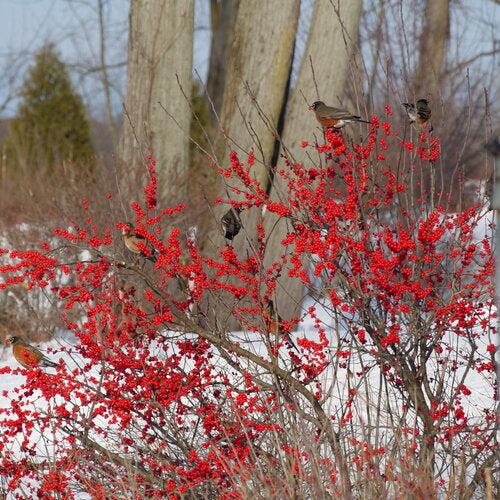 Berry Poppins® Winterberry