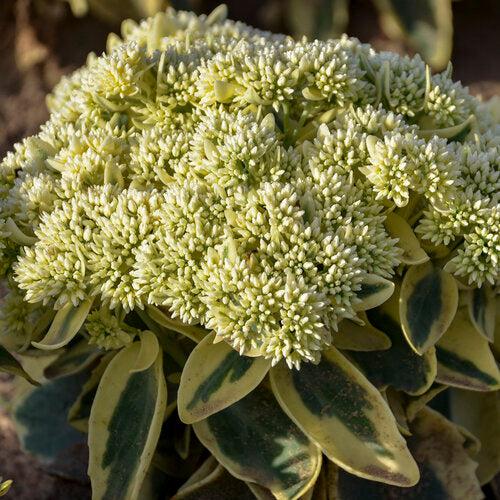 Sedum 'Frosted Fire' - Frosted Fire Stonecrop