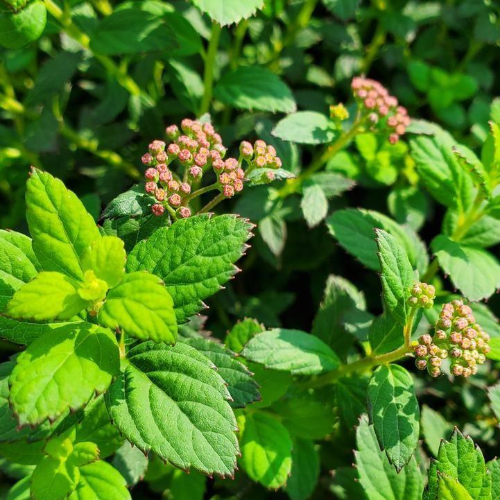 Spiraea japonica 'Odessa' - Bloomin' Easy® Poprocks® Petite Spirea