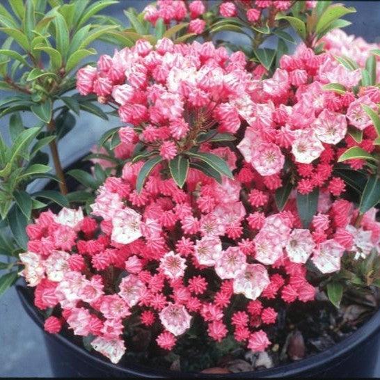 Kalmia latifolia 'Tiddlywinks' - Tiddlywinks Mountain Laurel