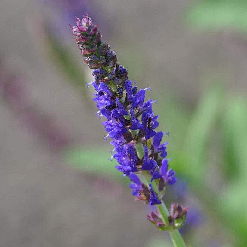 Salvia nemorosa 'ALKLF' PP #28,393 - Blue Bouquetta Meadow Sage