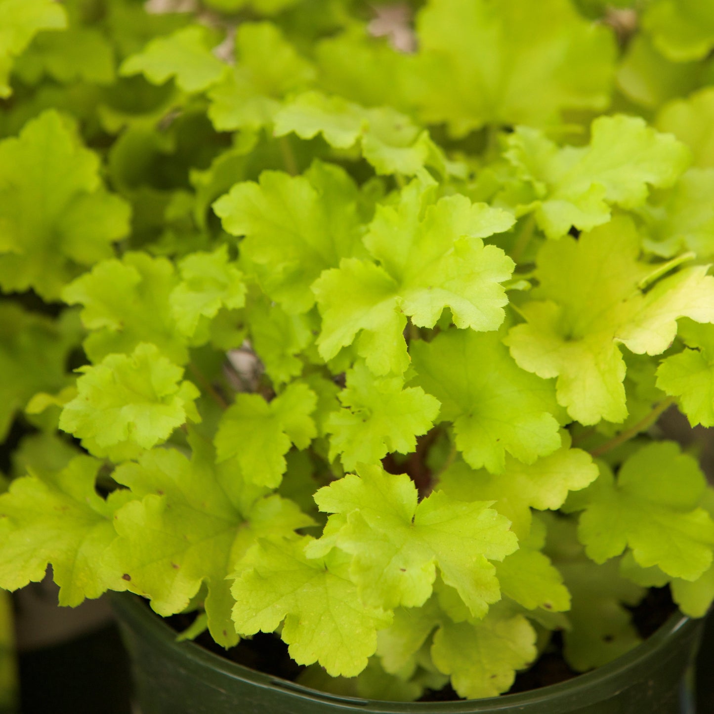 Heuchera ‘Lime Marmalade’ - Lime Marmalade Heuchera