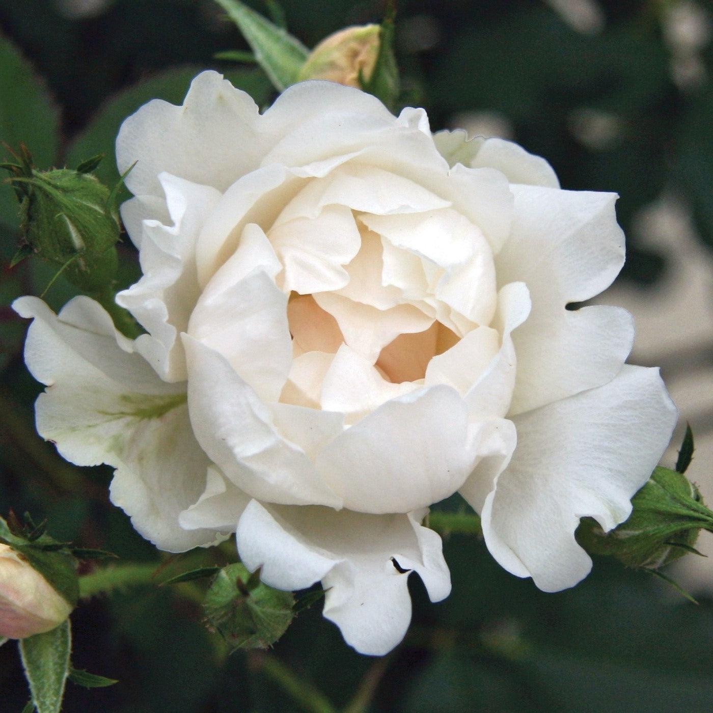 Rosa 'Meiradena' - Icecap™ Rose