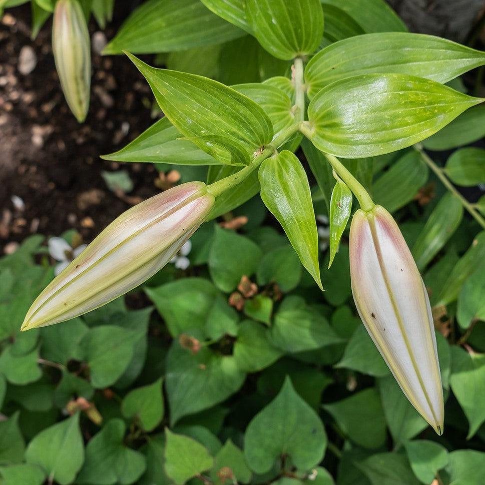 Lilium 'Casa Blanca' - Casa Blanca Oriental Lily