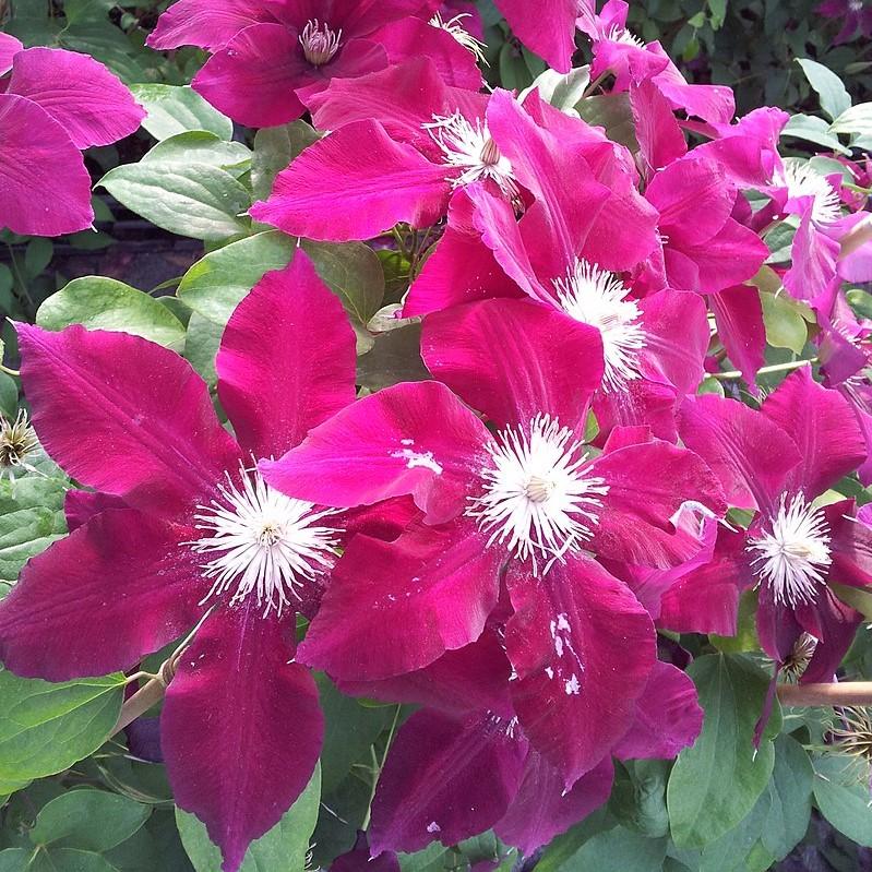 Clematis viticella 'Evipo016' - Rebecca™ Clematis