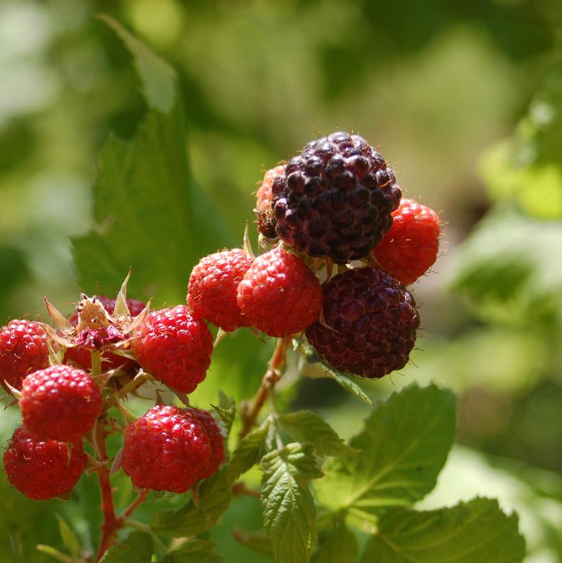 Rubus occidentalis 'Jewel' - Jewel Black Raspberry