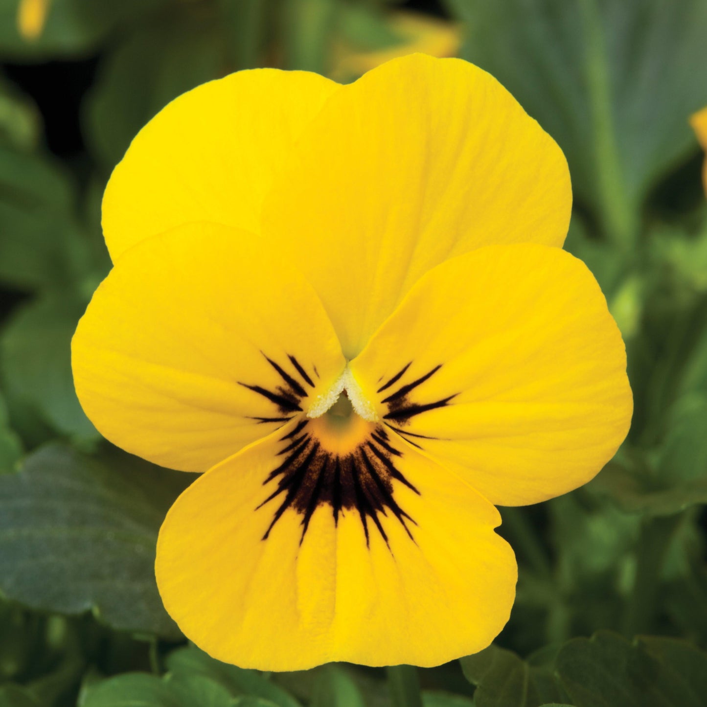 Viola cornuta 'Penny Yellow Blotch' - Penny™ Yellow Blotch Viola