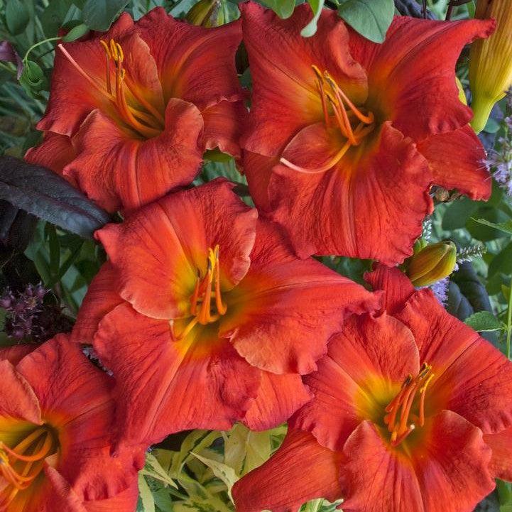 Hemerocallis 'Desert Flame' - Desert Flame Daylily