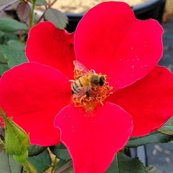 Rosa 'Bartholomew' - Miracle on the Hudson™ Rose