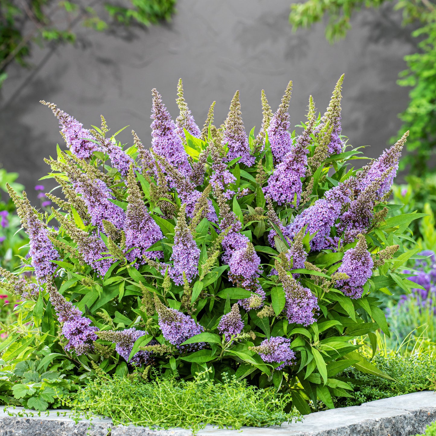 Buddleia davidii ‘BotEx 004’ PP34,378 - Butterfly Candy™ Lil' Lavender™ Butterfly Bush
