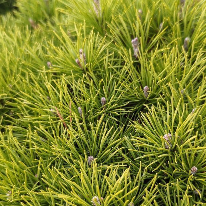 Pinus mugo var. mughus 'Enci' - Enci Dwarf Mugo Pine