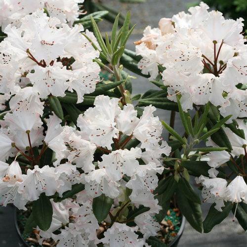Rhododendron x 'NCRX1' - Dandy Man Color Wheel® Rhododendron