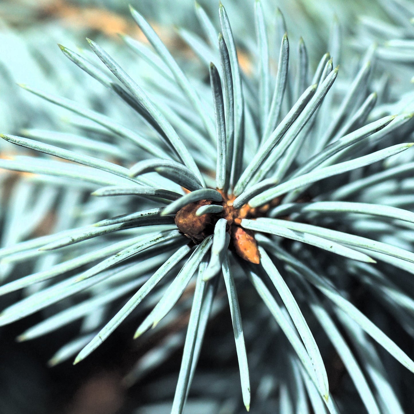 Picea pungens 'Baby Blue' - Baby Blue Spruce