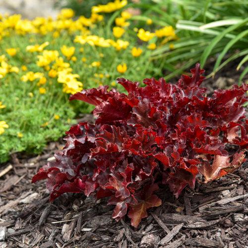 Heuchera 'Cherry Truffles' - Dolce® Cherry Truffles Heuchera
