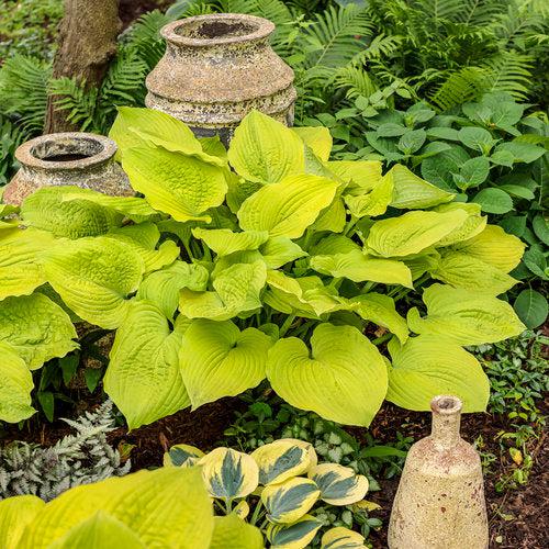 Hosta 'Coast To Coast' PP26,469 - PW® Shadowland® Coast To Coast Hosta