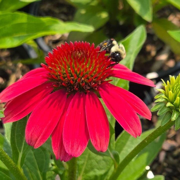 Echinacea purpurea 'SunMagic Vintage Lipstick' - SunMagic® Vintage Lipstick Echinacea