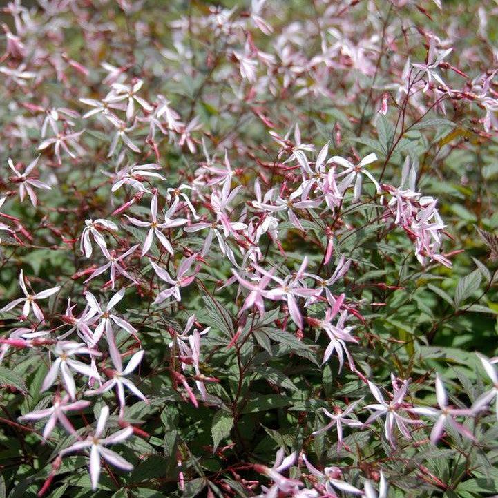 Porteranthus trifoliatus 'Pink Profusion' - Pink Profusion Bowman's Root