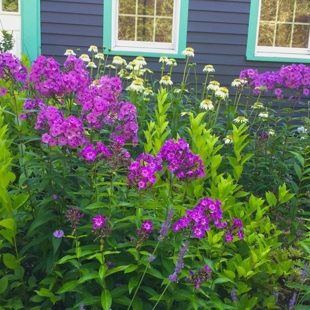 Phlox paniculata 'Ditomsur' PP21,109 - First Editions® Grape Lollipop™ Phlox