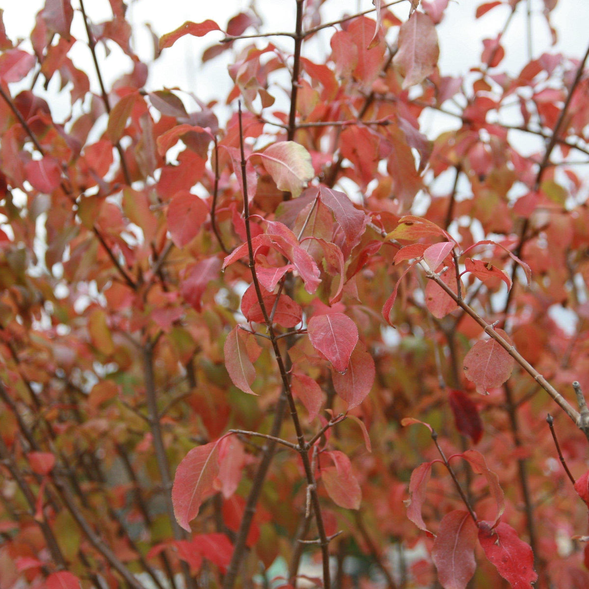Viburnum prunifolium - Blackhaw Viburnum