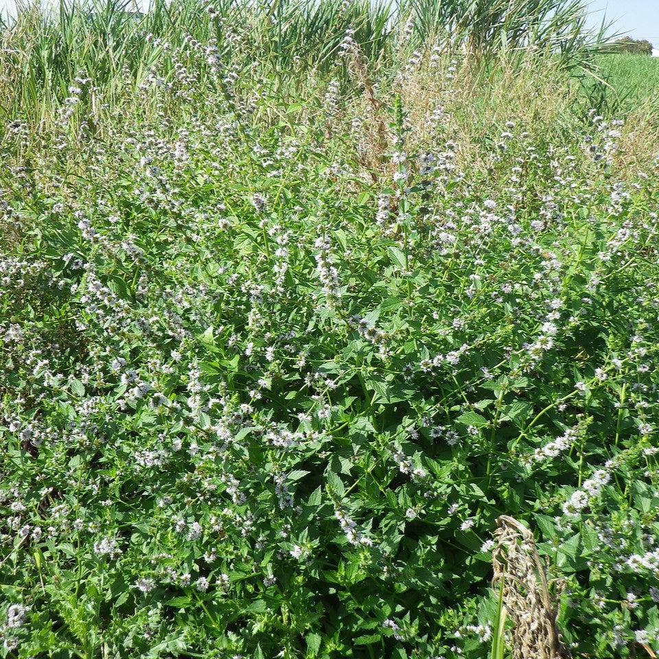 Mentha arvensis - Wild Mint