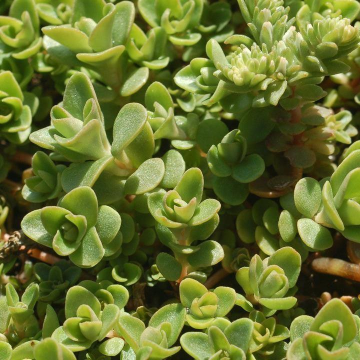 Sedum ternatum 'Larinem Park' - Larinem Park Three-Leaved Stonecrop