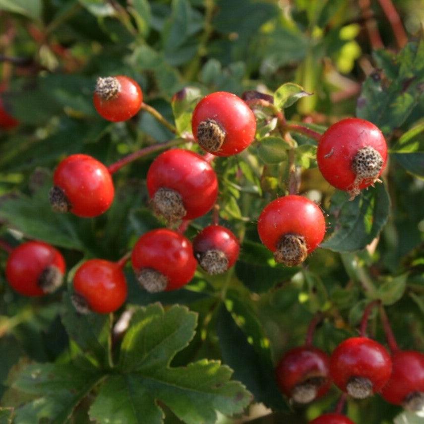 Rosa carolina - Carolina Rose