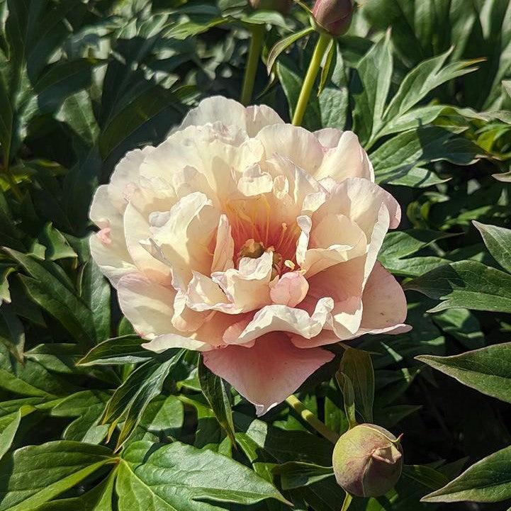 Paeonia 'Scrumdiddlyumptious' - Scrumdiddlyumptious Itoh Peony