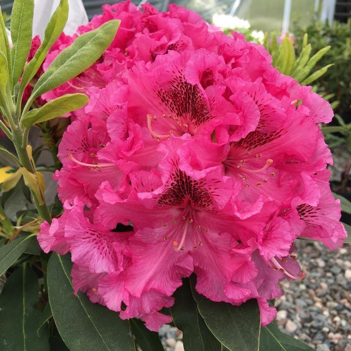 Rhododendron ‘Raspberry Ruffles’ - Holden's™ Raspberry Ruffles Azalea
