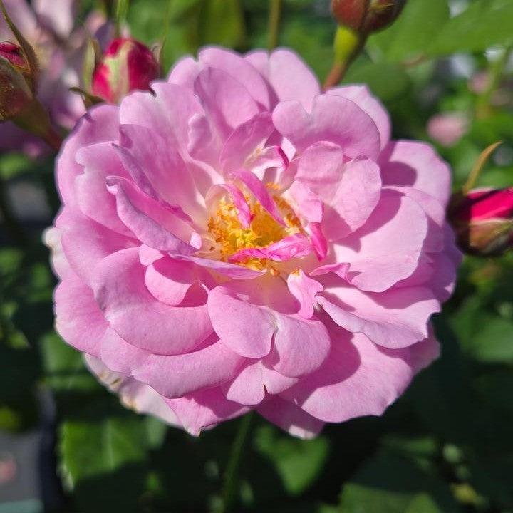 Rosa x 'ChewLilacdays' - Rise Up® Lilac Days® Climbing Rose