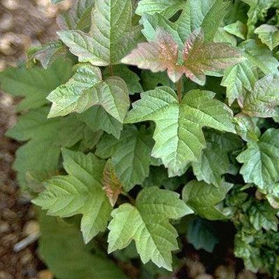 Viburnum opulus 'Nanum' - Nanum European Cranberrybush