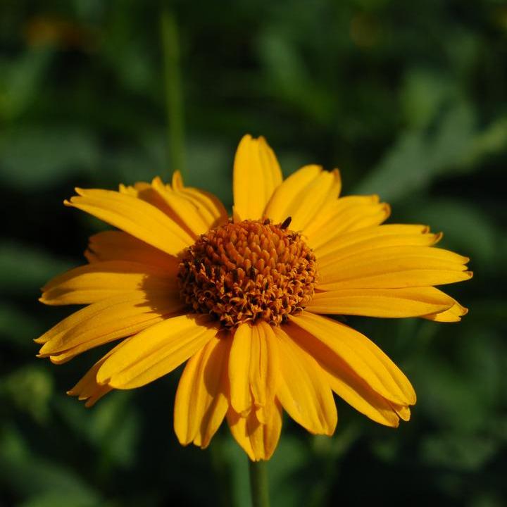 Heliopsis helianthoides 'Tuscan Sun' - Tuscan Sun False Sunflower
