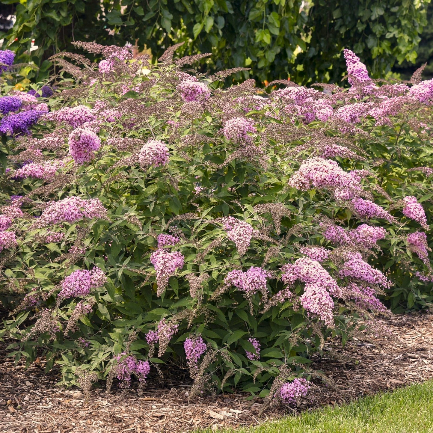 Buddleia davidii 'Pink Cascade II' - Pink Cascade II Butterfly Bush