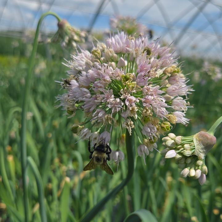 Allium ‘Bobblehead’ - Bobblehead Ornamental Onion