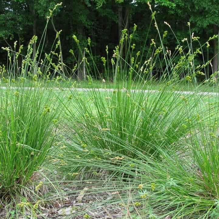 Carex bicknellii - Prairie Sedge