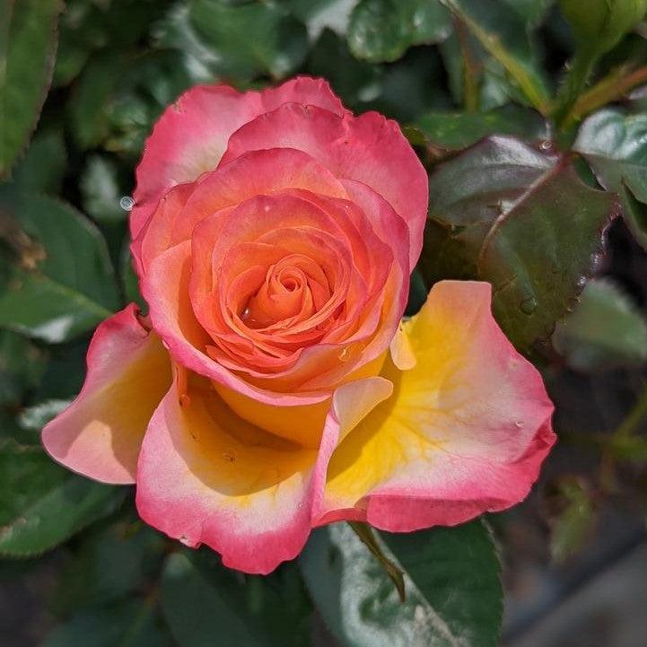 Rosa 'True Sincerity' - True Sincerity Rose