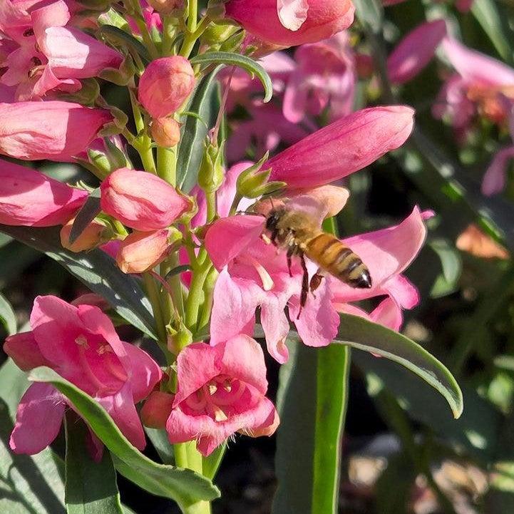 Penstemon 'Pristine Pink' - Pristine Pink Beardtongue