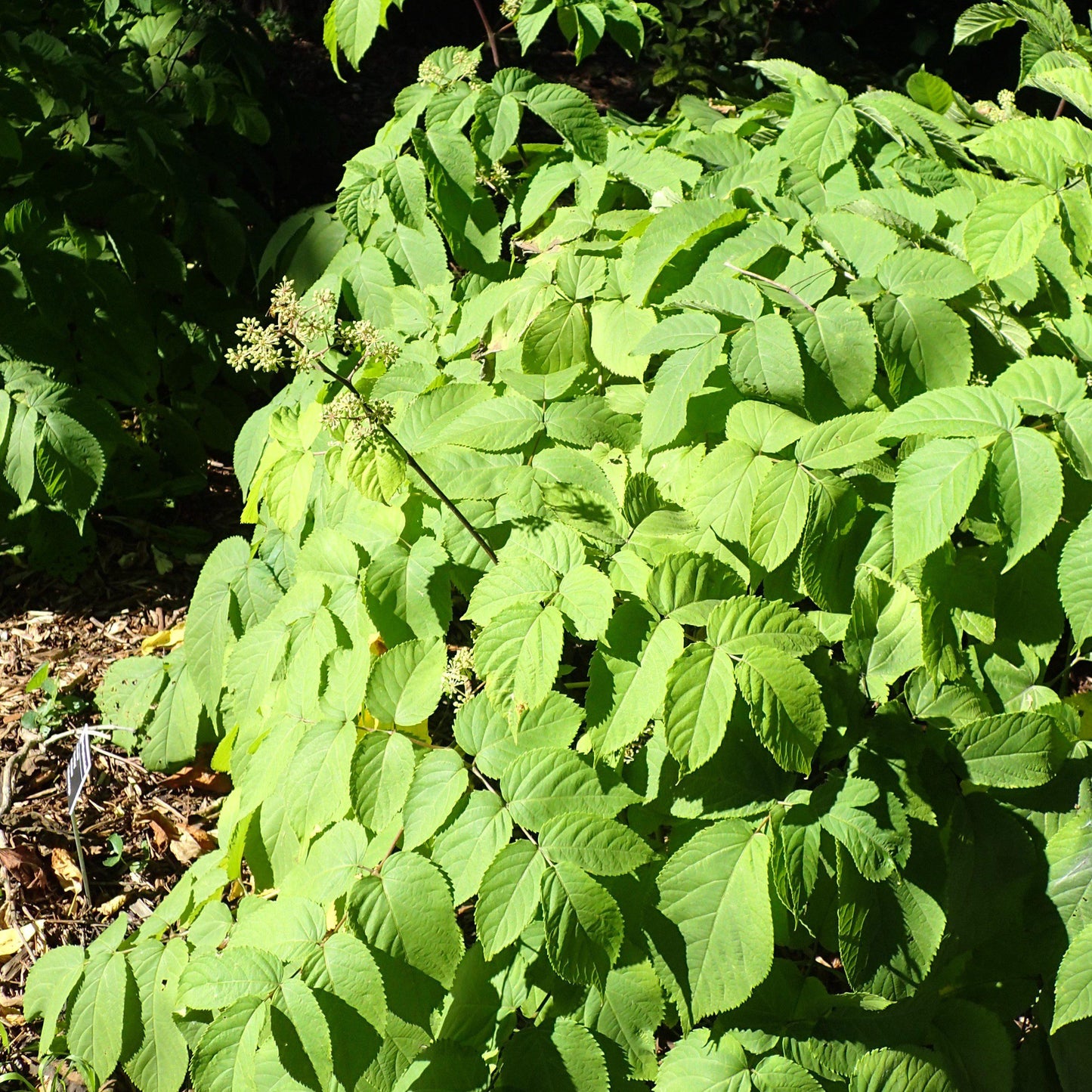 Sun King Golden Japanese Spikenard