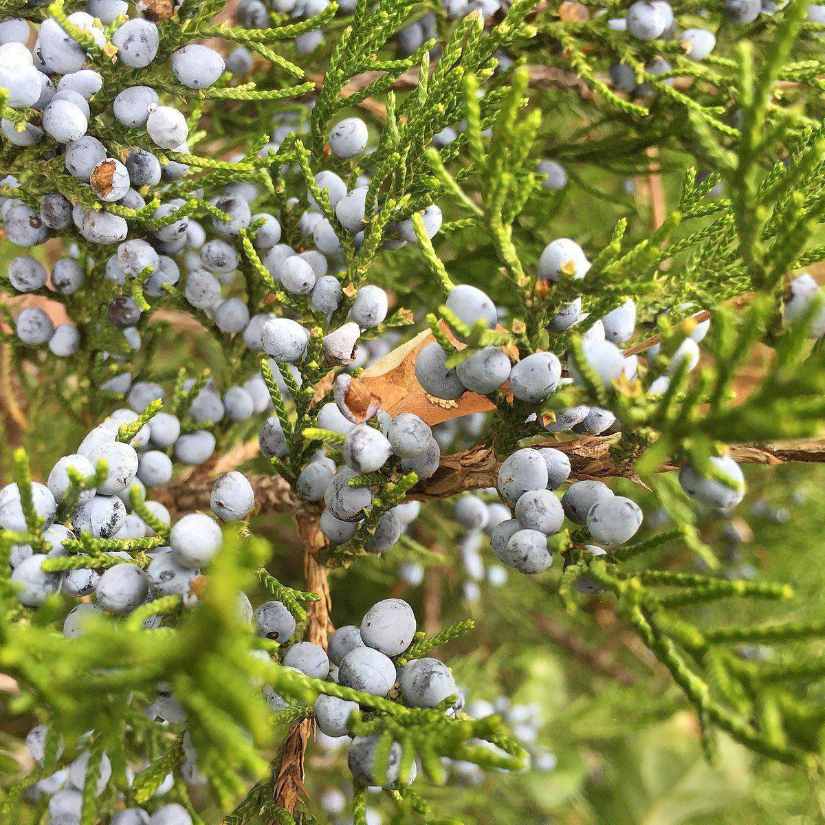 Juniperus virginiana - Eastern Red Cedar