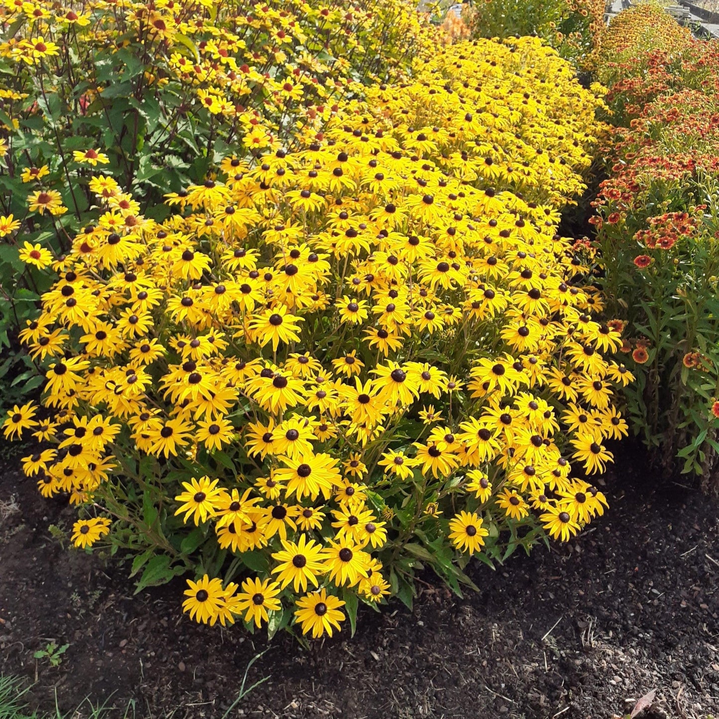 Rudbeckia fulgida var. sullivantii 'Gold Blitz' - Gold Blitz Black-Eyed Susan