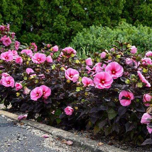 Summerific® Edge of Night Hibiscus
